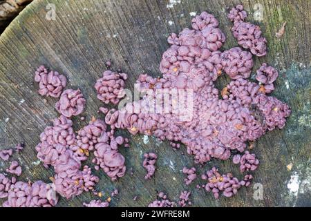 Fleischroter Gallertbecher, auf Totholz, Ascocoryne sarcoides, Ombrophila sarcoides, Coryne sarcoides, Coryne dubia, gocce di gelatina, gelatina viola, co Foto Stock