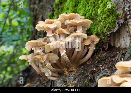 Honiggelber Hallimasch, Goldgelber Hallimasch, Hallimasch, AM abgestorbenen Stamm eines Laubbaumes, Armillaria mellea, Honey fungus, Armillaire couleu Foto Stock