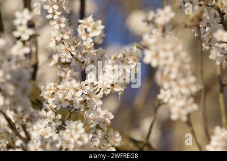 Kirschpflaume, Kirsch-Pflaume, Myrobalane, Türkenkirsche, Wildpflaume, Wildobst, Blüten, blühend, Blüte, Obst, Prunus cerasifera, Prunus cerasifera su Foto Stock