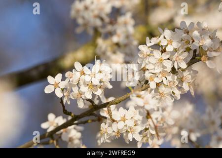 Kirschpflaume, Kirsch-Pflaume, Myrobalane, Türkenkirsche, Wildpflaume, Wildobst, Blüten, blühend, Blüte, Obst, Prunus cerasifera, Prunus cerasifera su Foto Stock