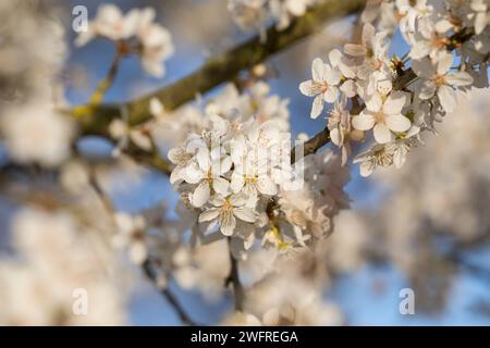 Kirschpflaume, Kirsch-Pflaume, Myrobalane, Türkenkirsche, Wildpflaume, Wildobst, Blüten, blühend, Blüte, Obst, Prunus cerasifera, Prunus cerasifera su Foto Stock