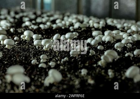 Fungo parigino (Agaricus bisporus) originario dell'Europa e del Nord America, ampiamente coltivato per l'uso in gastronomia. - foto stock Foto Stock