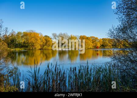 Riserva naturale dei laghi di Chigborough e stagni per la pesca vicino al bacino di Heybridge, Essex Foto Stock