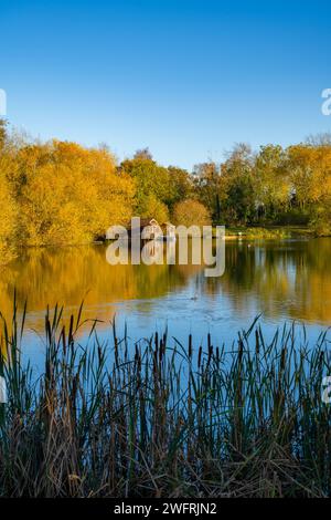 Riserva naturale dei laghi di Chigborough e stagni per la pesca vicino al bacino di Heybridge, Essex Foto Stock