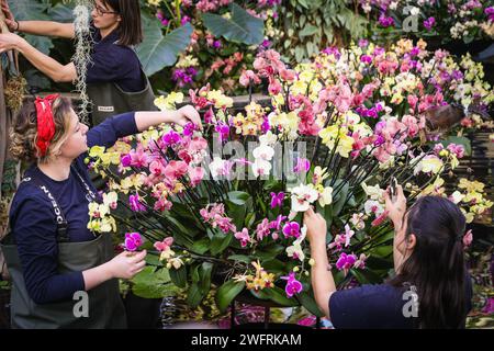 Londra, Regno Unito. 1 febbraio 2024. Gli orticoltori di Kew rifiniscono l'esposizione centrale nello stagno della serra. Il festival annuale delle orchidee dei Kew Gardens al Princess of Wales Conservatory quest'anno è una celebrazione della bellezza e della biodiversità del Madagascar. Il programma è attivo dal 3 febbraio al 3 marzo 2024. Crediti: Imageplotter/Alamy Live News Foto Stock