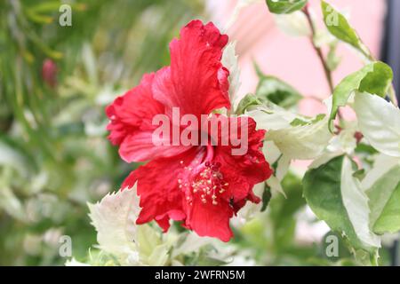 Primo piano di un fiore di ibisco rosso in un giardino Foto Stock