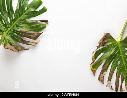 Due foglie secche di monstera su sfondo bianco con spazio per la copia. Foto Stock