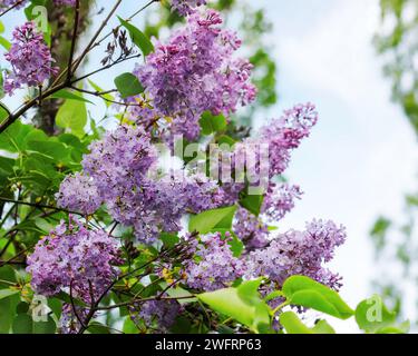 ramoscello lilla viola in fiore. sfondo naturale primaverile Foto Stock