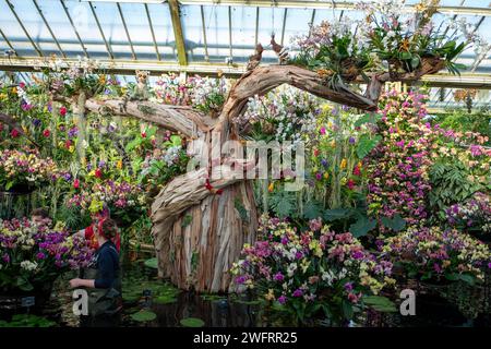 1° febbraio 2024: Con una delle più grandi collezioni botaniche del mondo, questa celebrazione annuale della vibrante flora si terrà dal 3 febbraio "" 3 marzo 2023, con l'iterazione di quest'anno ispirata alla bellezza naturale e alla biodiversità del Madagascar. Il Kew Orchid Festival è un evento annuale al Princess of Wales Conservatory di Kew Garden. La gente viene da ogni parte per vedere alcune delle orchidee più belle del mondo. (Immagine di credito: © Velar Grant/ZUMA Press Wire) SOLO USO EDITORIALE! Non per USO commerciale! Foto Stock