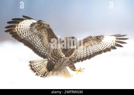 Buzzarda comune (Buteo buteo) in volo, poiane da combattimento nell'habitat naturale, falco a terra, uccello predatore da vicino tempo di caccia invernale Foto Stock