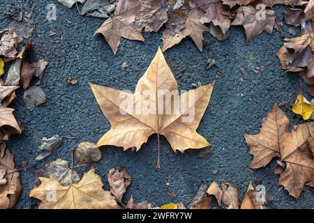 foglie autunnali gialle secche a terra Foto Stock