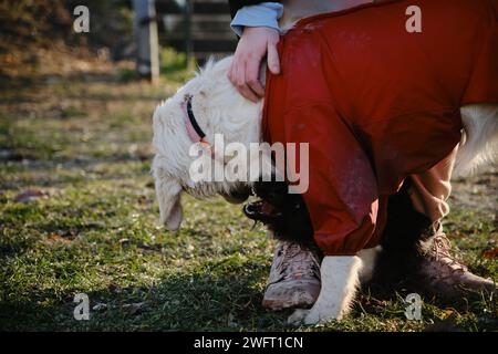Due simpatici cani fuori si divertono a giocare insieme in piedi accanto ai piedi del proprietario. Un Golden retriever in una tuta protettiva da sporco e pioggia. Un litt Foto Stock