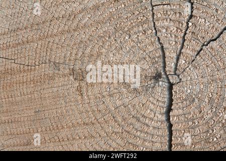 Tiny Spider on Cracked Tree Stump - Close-up Wildlife Macro , BckgroundPhotography in Forest Environment Foto Stock