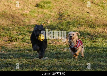 Due cani si divertono a giocare in un parco primaverile in una giornata di sole. Un cucciolo di mutt nero fugge da un terrier con una palla in bocca Foto Stock