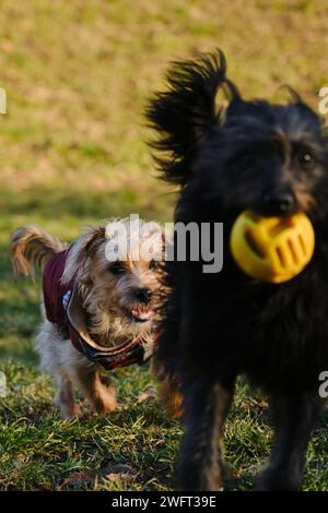 Due cani si divertono a giocare in un parco primaverile in una giornata di sole. Un cucciolo di mutt nero fugge da un terrier con una palla in bocca Foto Stock