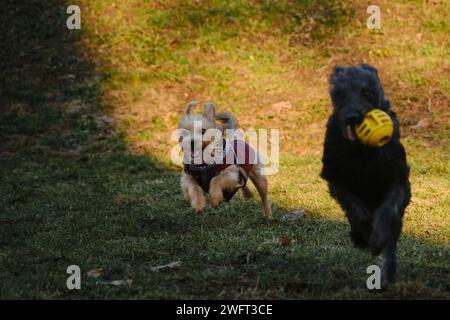 Due cani si divertono a giocare in un parco primaverile in una giornata di sole. Un cucciolo di mutt nero fugge da un terrier con una palla in bocca Foto Stock