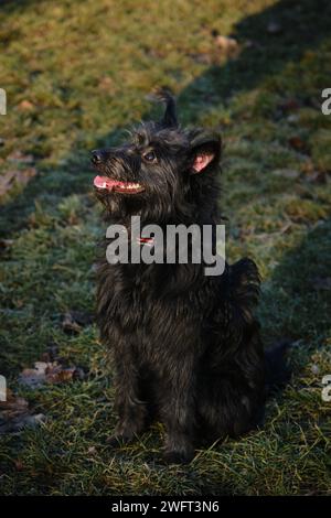 Un grazioso cucciolo di mongrel barbato nero siede e posa in un parco primaverile. Il cane felice riposa in una radura verde e si crogiola al sole Foto Stock
