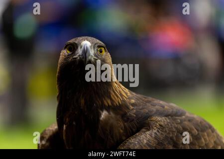 Attila di Eintracht Francoforte ; UEFA Women's Championsleague - gara Eintracht Francoforte contro FC Rosengard AM 31.01.24 a Francoforte sul meno (Deutsch Foto Stock