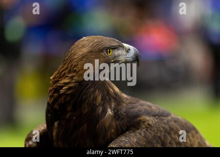 Attila di Eintracht Francoforte ; UEFA Women's Championsleague - gara Eintracht Francoforte contro FC Rosengard AM 31.01.24 a Francoforte sul meno (Deutsche Foto Stock