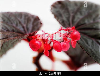 Un primo piano di Wax Begonia con gemme vivaci e foglie di colore verde scuro Foto Stock