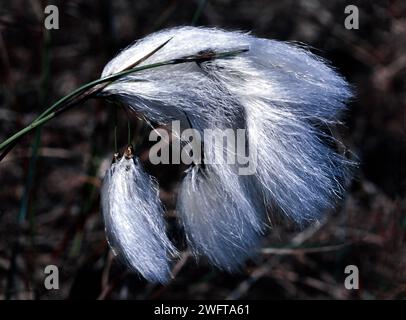 Cottongrass comune o cottonsedge comune Eriophorum angustifolium la testa di seme bianco che cresce in Scozia Foto Stock