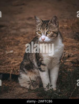 Un gatto tabby grigio e bianco seduto a terra che guarda con un'espressione attenta Foto Stock
