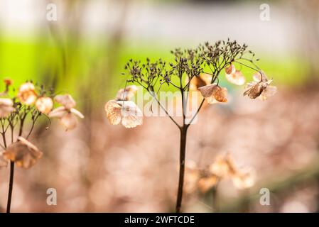 Fiori di ortensia essiccati nel giardino autunnale, concentrazione selettiva. Foto Stock