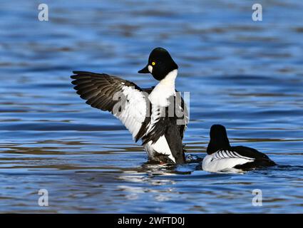 Falkenhagen, Germania. 1 febbraio 2024. Due occhi d'oro (Bucephala clangula), qui due maschi, nuotano sul Lago Nero nel distretto di Märkisch-Oderland nel Brandeburgo orientale. Secondo il servizio meteorologico tedesco (DWD), si prevede che pioverà a volte il venerdì con copertura pesante di nuvole. Il fine settimana inizia coperto e con la pioggia in alcune zone. Crediti: Patrick Pleul/dpa/ZB/dpa/Alamy Live News Foto Stock