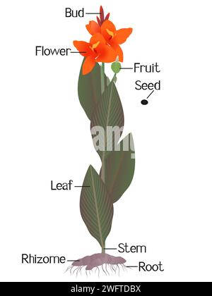 Parti della pianta di cannas su sfondo bianco. Illustrazione Vettoriale