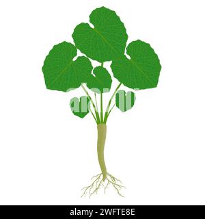 Pianta di Wasabi con foglie e radici su sfondo bianco. Illustrazione Vettoriale