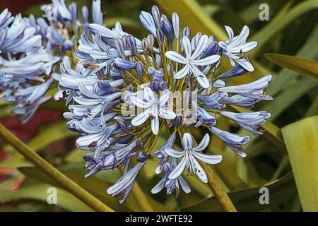 Pianta di Agapanto in fiore su sfondo naturale Foto Stock