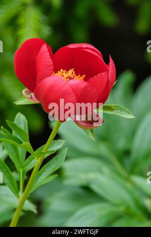 Paeonia peregrina, peonia balcanica, Paeonia lobata Fire King, Paeonia romanica, rosso scarlatto, a forma di coppa, fiori singoli Foto Stock