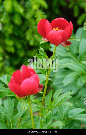 Paeonia peregrina, peonia balcanica, Paeonia lobata Fire King, Paeonia romanica, rosso scarlatto, a forma di coppa, fiori singoli Foto Stock