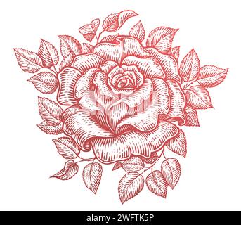 Rosa con le foglie. Fiori da giardino. Illustrazione vettoriale di schizzi vintage disegnata a mano Illustrazione Vettoriale