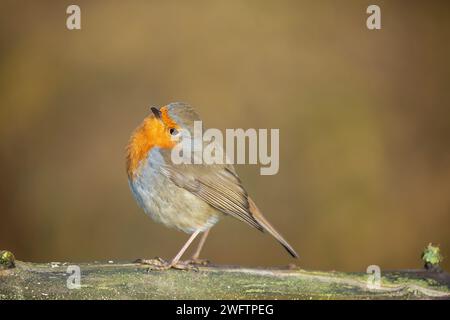 Vista laterale di un uccello robin selvaggio del Regno Unito (erithacus rubecula) che inclina la testa verso un lato, in piedi su un tronco con uno sfondo caldo e morbido. Foto Stock