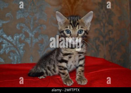 Gattino del Bengala seduto su una coperta rossa e guardando la telecamera Foto Stock