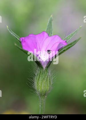 Corn Cockle, Agrostemma githago, noto anche come Common Corn-Cocle, pianta velenosa selvatica proveniente dalla Finlandia Foto Stock