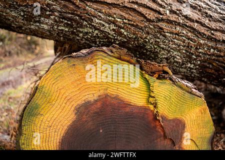 Consistenza dell'albero caduto dove era stato tagliato. Un altro albero è presente sull'albero in background. Sono visibili segni di decadimento sul taglio. Foto Stock