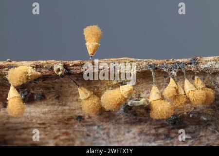 Hemitrichia calyculata, comunemente nota come muffa a spinotto, immagine al microscopio delle spore Foto Stock