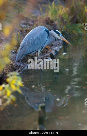 Heron grigio o grande Egret (Ardea cinerea cinerea) in piedi accovacciati nelle acque poco profonde sulla riva di un lago, in agguato per prede e sguardo Foto Stock