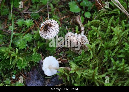 Lepiota felina, comunemente conosciuta come Cat Dapperling, fungo selvatico dalla Finlandia Foto Stock