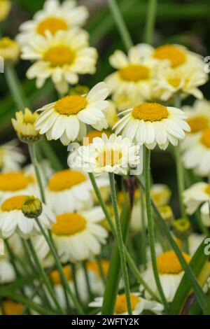 Salsa alla camomilla dyer's Hollandaise, salsa Anthemis tinctoria Hollandaise, fiori simili a margherita di giallo pallido Foto Stock