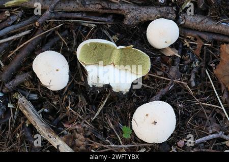 Lycoperdon pratense, chiamato anche Vascellum pratense, comunemente noto come Meadow Puffball, fungo selvaggio dalla Finlandia Foto Stock