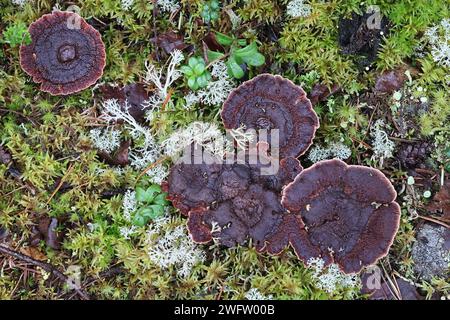 Hydnellum ferrugineum, conosciuto come il dente di mealy o il fungo rosso-marrone della spina dorsale, fungo selvaggio dalla Finlandia Foto Stock