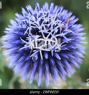 Echinops bannaticus, conosciuto come il globo blu-cardo, popolare pianta da giardino Foto Stock