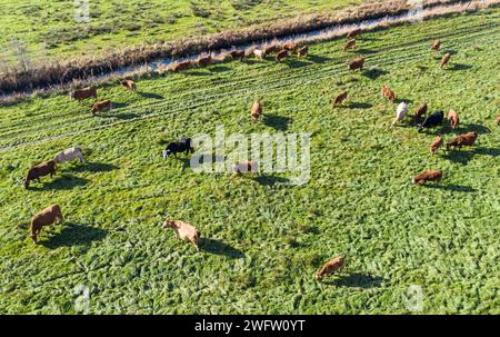 Veduta aerea della mandria di bovini liberi, Gruenheide, 30/10/2021 Foto Stock