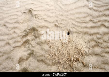 Tana di granchio di sabbia nella sabbia costiera Foto Stock