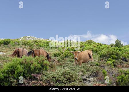 Bestiame di montagna semi-selvatico proveniente dal Parco Nazionale di Peneda Geres, a nord del Portogallo Foto Stock