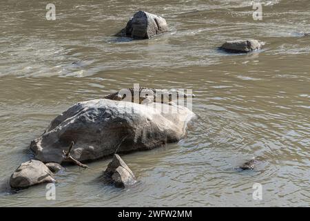 Gli alligatori riposano sulle rocce del fiume alle cascate Awash ad Afar, nell'Etiopia settentrionale Foto Stock