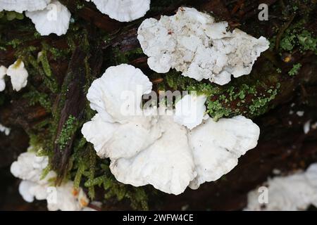 Postia floriformis, un poliporo che cresce su ceppo di abete rosso in Finlandia, senza nome comune inglese Foto Stock